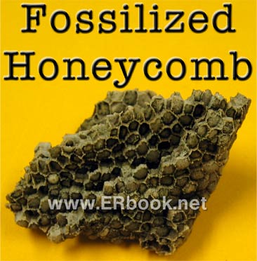 Fossilized honeycomb